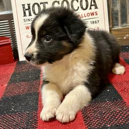Griswold - Black tri-color male Australian Shepherd puppy in Preston, Idaho from KC Bar Ranch Aussies
