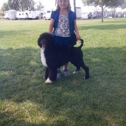 Portuguese Water Dog Puppies from Alto Mare PWDs