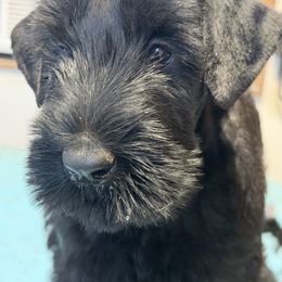 Sierra (Girl 2) - Black female Giant Schnauzer puppy in Bois D’arc, Missouri from Down Low Kennels