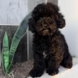 Girl 2 - Black & white female Maltipoo puppy in San Diego, California from Maltipoos SD
