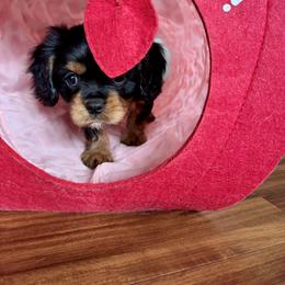 Cavalier King Charles Spaniel Puppies from Reynolds Farms Cavaliers