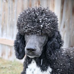 Poodle All Grown Up from High Desert Standard Poodles