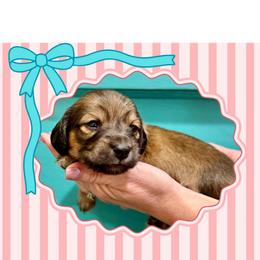 Boy 2 - Cream male Dachshund puppy in Laurel, Mississippi from Kissinger Dachshunds