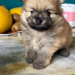 Ana - Cream sable female Pomeranian puppy in Brooklyn, New York from Svitlana's Pomeranians
