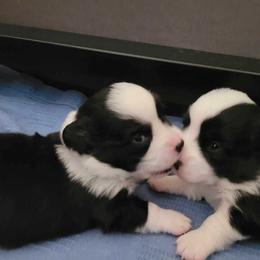 Cardigan Welsh Corgi and Mudi Puppies from Kahukura Cardigans
