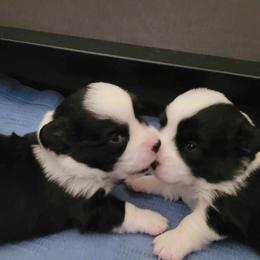 Cardigan Welsh Corgi and Mudi Puppies from Kahukura Cardigans