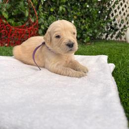 Majik Princess - Light golden female Golden Retriever puppy in Baldwin Park, California from Mountain Valley Retrievers
