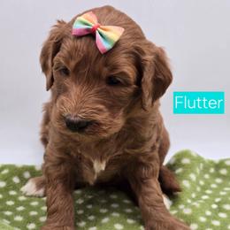 Flutter - Red  female Goldendoodle puppy in Neillsville, Wisconsin from Granton Creek