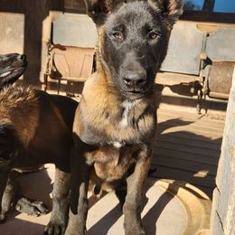 HANZEL - Fawn sable Belgian Malinois puppy in Elizabethton, Tennessee from Forever Family K9