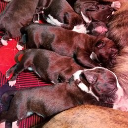 Boxer Puppies from Winchester Boxers