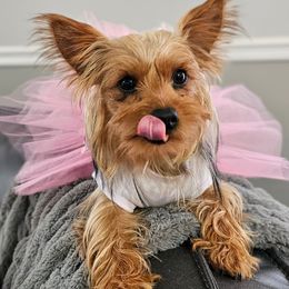 Maltese, Morkies, and Yorkshire Terriers from Fluff Town Puppies, LLC