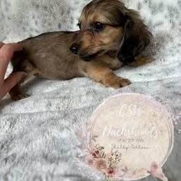 Dachshund Puppies from CSW Dachshunds