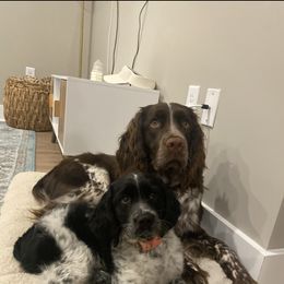 English Springer Spaniel Puppies from Saratoga Springers NY