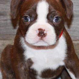 Boston Terriers from Sunset Knoll Boston Terriers
