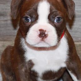 Boston Terriers from Sunset Knoll Boston Terriers