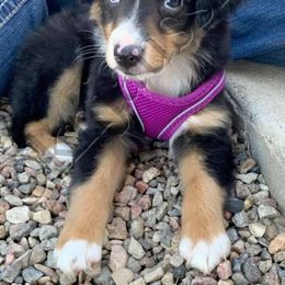 Australian Shepherd, Miniature Australian Shepherd, and Toy Australian Shepherd Puppies from KNJ Aussies