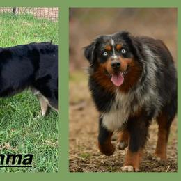 Star - Black tri female Miniature Australian Shepherd puppy in Fort Smith, Arkansas from Rye Hill Aussies