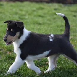 Hola - Black white and tan female Collie puppy in Danville, Pennsylvania from Brookwood Collies, Smooth & Rough