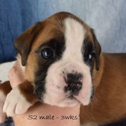 Cadogans S2 male - Fawn male Boxer puppy in Clinton, Iowa from Cadogans Boxers