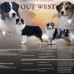 Australian Shepherd puppies from Out West Aussies