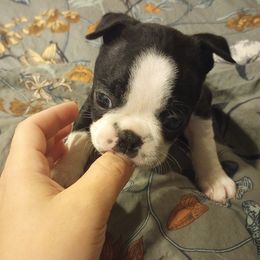 Boston Terrier Puppies from Lotus Life Puppies