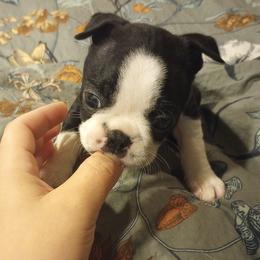 Boston Terrier Puppies from Lotus Life Puppies