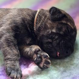Cane Corso Puppies from Willow Creek Cane Corsos