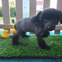 Vhhl male 4 - Black and white male Chinese Crested puppy in New Castle, Pennsylvania from Long Haul Cresteds & Long Rotts