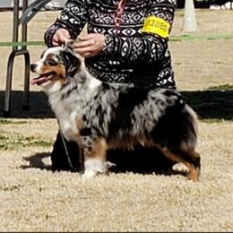 Rocky - Miniature American Shepherd