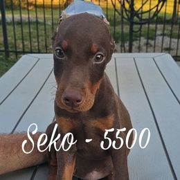 Seko 5500 - Black and rust male Doberman Pinscher puppy in Aurora, Indiana from Double-Take Doberman Kennels