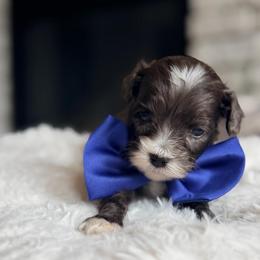 Dark blue collar - Chocolate merle male Bernedoodle puppy in Fort Wayne, Indiana from Crimson Curl Doodles