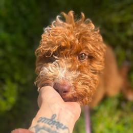 Mia - Red  female Goldendoodle puppy in Waterford, California from Alvdoodles