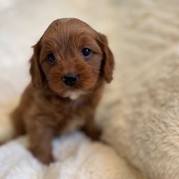 Ladybug - Red female Cavapoo puppy in Omaha, Nebraska from Danielle Elhabbal