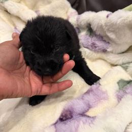 Black - Black male German Shepherd puppy in Descanso, California from KVA Shepherds