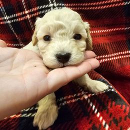 Jolly - Cream female Poodle puppy in Mapleton, Utah from Caboodles Of Poodles