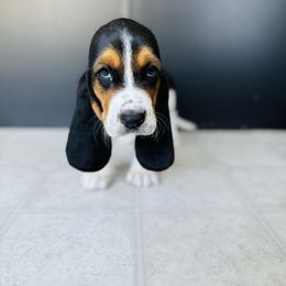 Basset Hound Puppies from Central Kentucky Basset Hounds