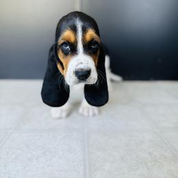 Basset Hound Puppies from Central Kentucky Basset Hounds