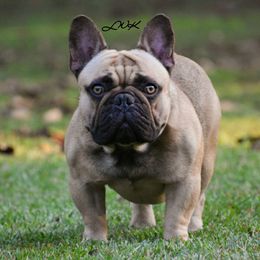 Rougarou  - French Bulldog