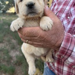 Honey Comb - Golden female Golden Retriever puppy in Concho, Arizona from Red Sky Ranch