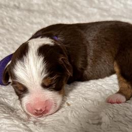 Pippa - Red tri-color female Miniature American Shepherd puppy in Tupalo, Mississippi from Butterfield Trail Farm