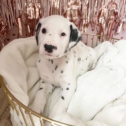 Boy 5 yellow “Star” - White black and tan Dalmatian puppy in Franklin, Tennessee from Gentry’s Dalmatians