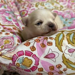 Elvis - Cream and white male Chihuahua puppy in Brooksville, Florida from Daystars Chihuahuas