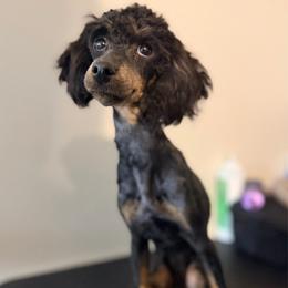AKC, Tansy. - Phantom female Poodle puppy in Rock Island, Oklahoma from Virelle Poodles