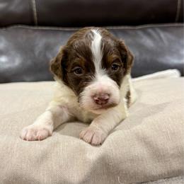 Chip - Brown and white male Aussiedoodle puppy in Heber City, Utah from Junipersdoodles