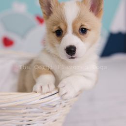 Yellow collar - Red Pembroke Welsh Corgi puppy in Bakersfield, California from The Corgi Flavored Dogs