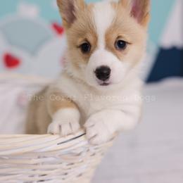 Yellow collar - Red Pembroke Welsh Corgi puppy in Bakersfield, California from The Corgi Flavored Dogs