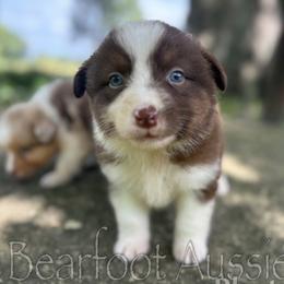 Girl 1 - Red tri-color female Australian Shepherd puppy in Lowell, Indiana from Bearfoot Aussies and Tollers