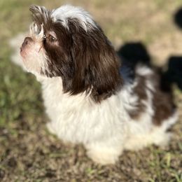 Last Boy - Liver and white male Shih Tzu puppy in Houston, Texas from Paws n Claws