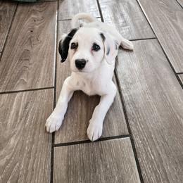 Brown - White and black male Dalmatian puppy in Gray, Georgia from Fuller Spots