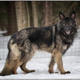 Shiloh Shepherd puppies from Strauss Haus Shepherds